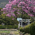 Photos: 春日神社