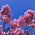 Photos: 陽光桜　1
