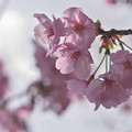 Photos: 陽光桜　3