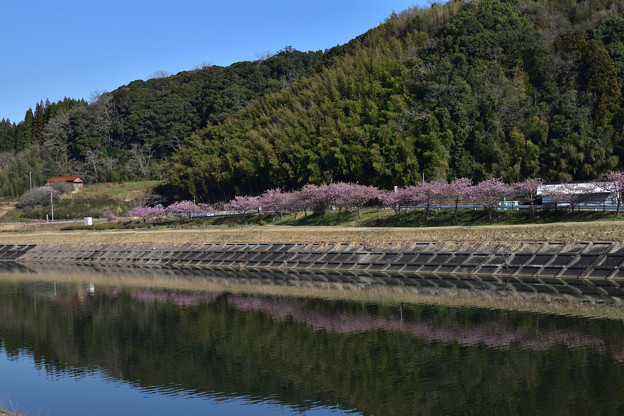 対岸の河津桜