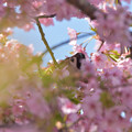 河津桜と雀