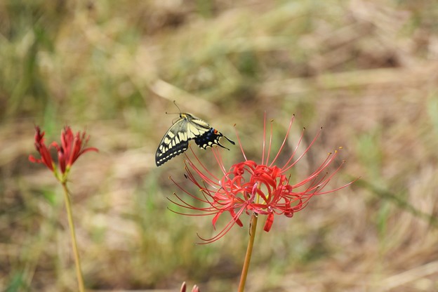 アゲハ蝶と彼岸花（１）