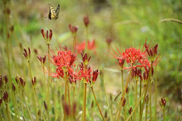 アゲハ蝶と彼岸花（３）
