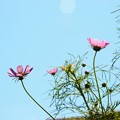 Photos: 咲き始めたコスモス
