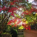Photos: 住吉神社の紅葉（２）