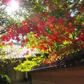 Photos: 住吉神社の紅葉（３）