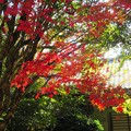 Photos: 住吉神社の紅葉（４）