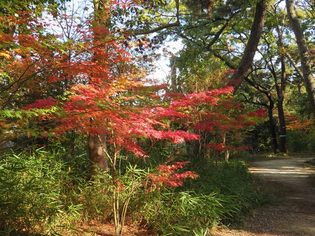 Photos: 神社の紅葉（１）
