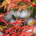 Photos: 神社の紅葉（５）
