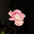 Photos: 今朝会ったバラの花