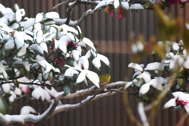 Photos: 雪中のメジロ（１）