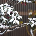 Photos: 雪中のメジロ（１）