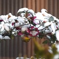 Photos: 雪中のメジロ（２）