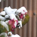 Photos: 雪中のメジロ（３）