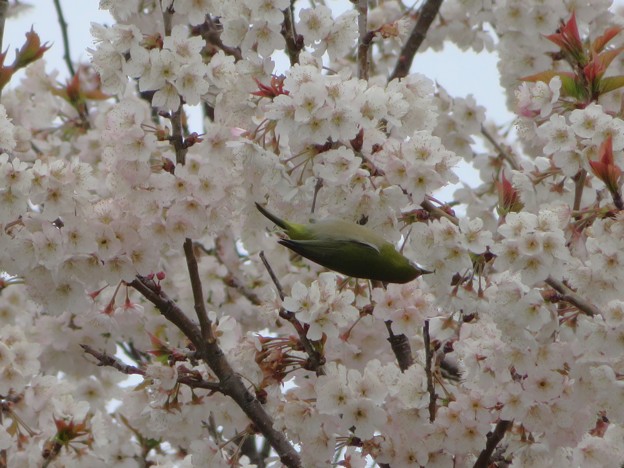 桜にメジロ（２）