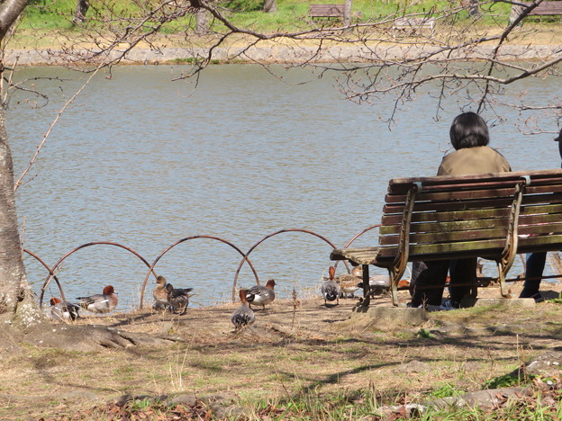公園のベンチとヒドリカモ達
