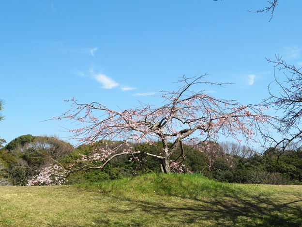 枝垂れ桜（１）