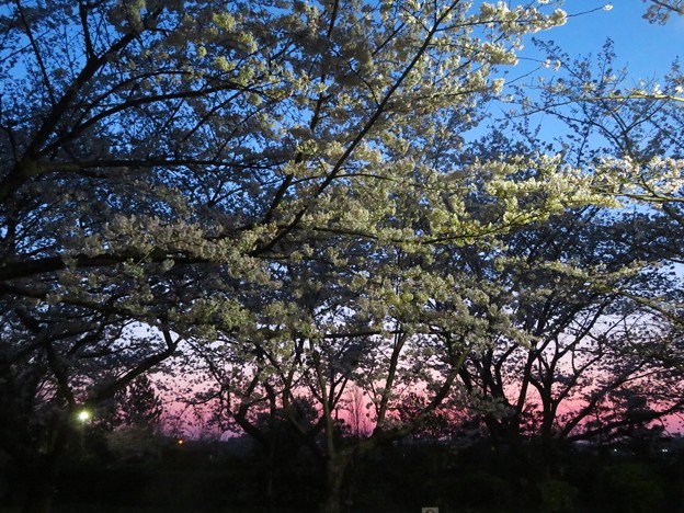 夜明けの桜（１）