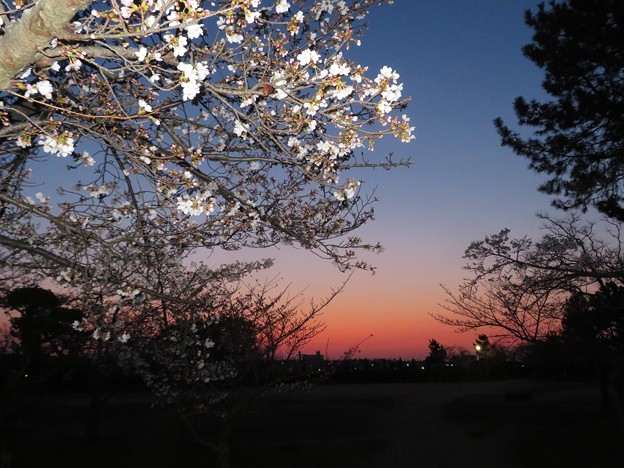 夜明けの桜（２）