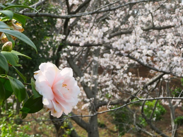 ピンクの椿と桜