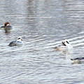 Photos: 池の鳥たち