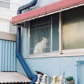 Photos: 窓の猫