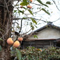 柿の木のある家