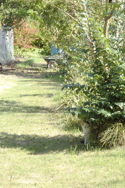 Photos: 木陰の猫