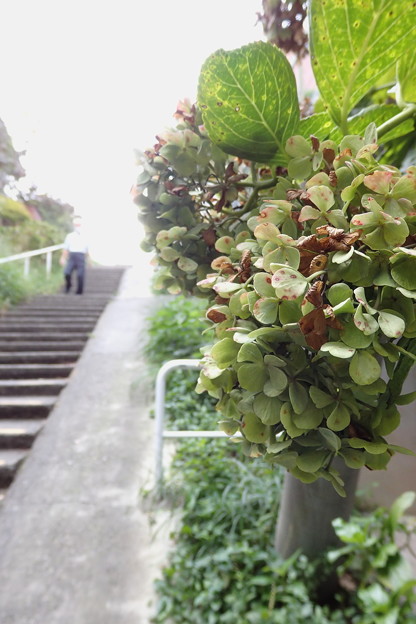 Photos: 階段に咲く