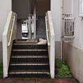 階段の猫