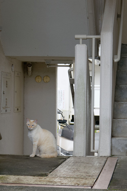 Photos: 階段の猫 II