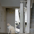Photos: 階段の猫 II