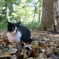 Photos: 落葉と猫