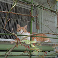 Photos: 窓猫