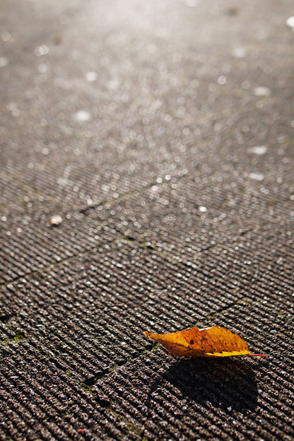 歩道の落葉