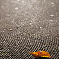 Photos: 歩道の落葉