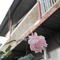 アパートに咲く薔薇