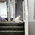 階段の猫 III