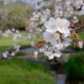 小川の桜