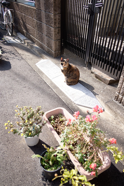 猫と鉢植