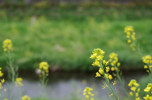 小川の菜の花