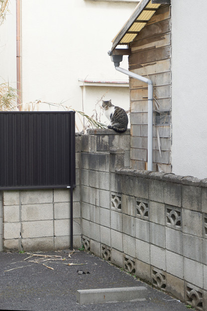 塀の猫