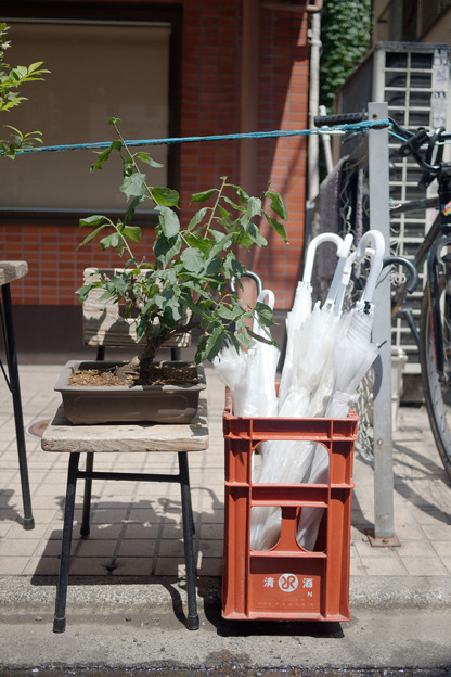 Photos: 盆栽と傘