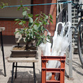 Photos: 盆栽と傘