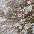 Photos: 氷の花