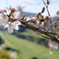 Photos: 小川の春
