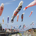 Photos: 大谷川鯉のぼり川渡し2021