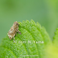 Photos: yamanao999_insect2021_027