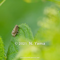 Photos: yamanao999_insect2021_026