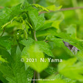 Photos: yamanao999_insect2021_023